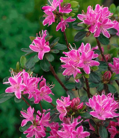 Rhododendron 'Kermesina Rose' von BALDUR-Garten auf blumen.de