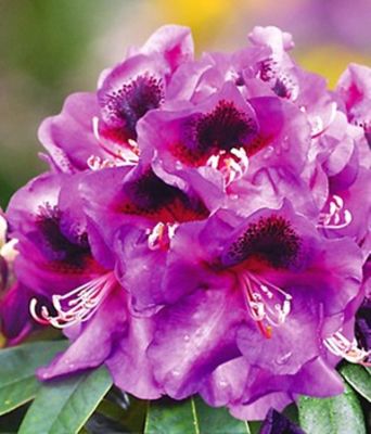 Rhododendron lila von BALDUR-Garten auf blumen.de