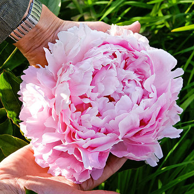 Riesen-Edelpäonie Pillow Talk von Gärtner Pötschke auf blumen.de