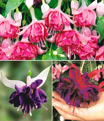 Riesen-Fuchsien-Raritäten Kollektion von BALDUR-Garten auf blumen.de