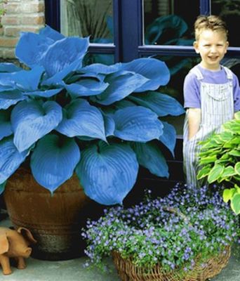 Riesen-Hosta blau ´Halcyon´,3 Knollen von BALDUR-Garten auf blumen.de