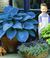 Riesen-Hosta blau ´Halcyon´,3 Knollen von BALDUR-Garten auf blumen.de