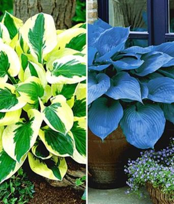 Riesen-Hosta-, Funkien-Sortiment zum Vorteilspreis von BALDUR-Garten auf blumen.de