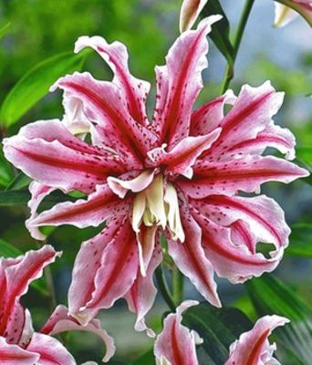 Riesen-Lilie ´Magic Star´ von BALDUR-Garten auf blumen.de