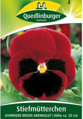 Riesen-Stiefmütterchen rot  von GartenXXL auf blumen.de