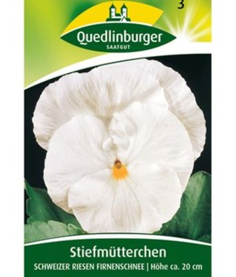 Riesen-Stiefmütterchen weiß  von BALDUR-Garten auf blumen.de