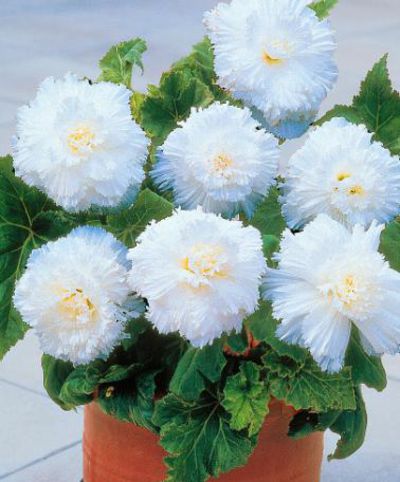 Riesen-Terrassenbegonien Weiß von Bakker auf blumen.de