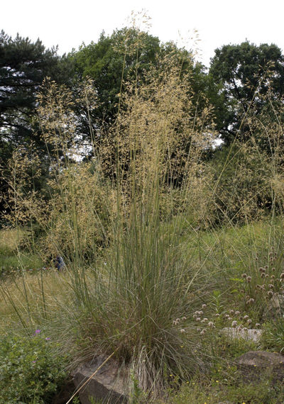 Riesenfedergras  von gartenHELDEN auf blumen.de