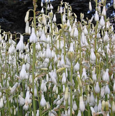 Riesenhyazinthe  von Nr-01 Pflanzenversand auf blumen.de