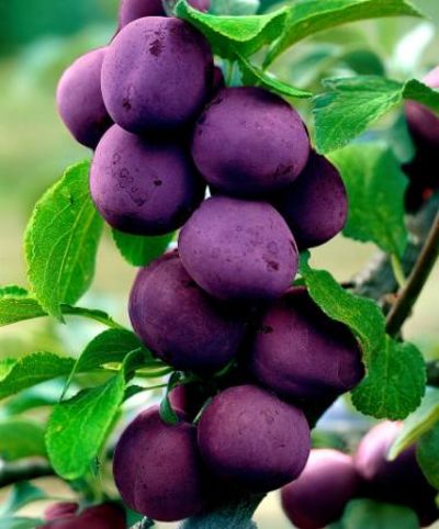 Riesenpflaume von Bakker auf blumen.de