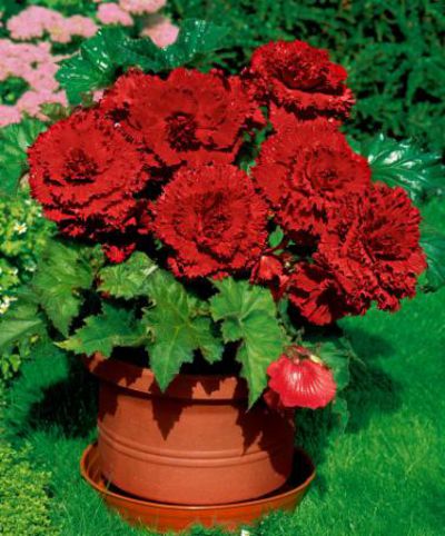 Riesige Terrassenbegonien von Bakker auf blumen.de