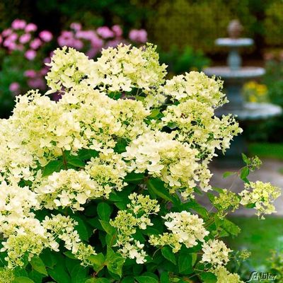 Rispenhortensie ´Bombshell´ von Garten Schlüter auf blumen.de