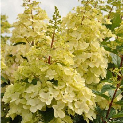 Rispenhortensie ´Candlelight´ von Garten Schlüter auf blumen.de