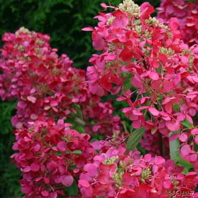 Rispenhortensie 'Diamant Rouge ®' von Garten Schlüter auf blumen.de