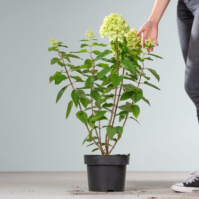 Rispenhortensie 'Limelight®' von Blume2000.de auf blumen.de