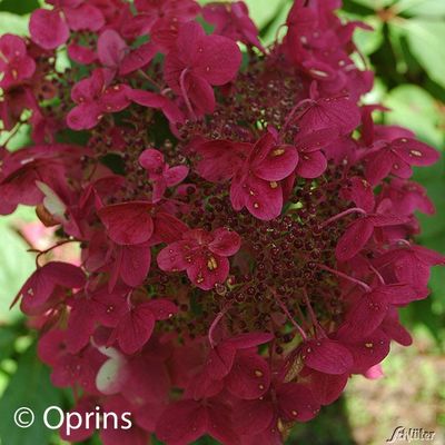 Rispenhortensie ´Wim´s Red®´ von Garten Schlüter auf blumen.de