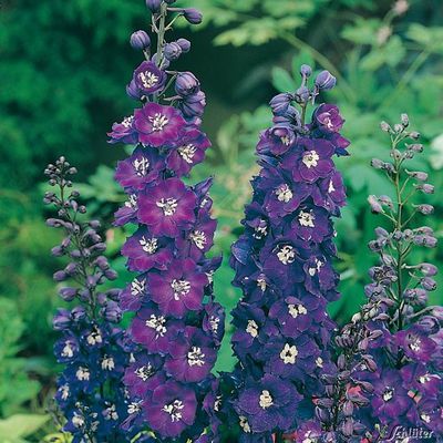 Rittersporn ´King Arthur´ von Garten Schlüter auf blumen.de
