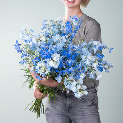 Rittersporn Mix von Blume2000.de auf blumen.de