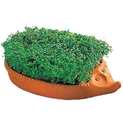 Römertopf Kresse-Igel  von Gärtner Pötschke auf blumen.de