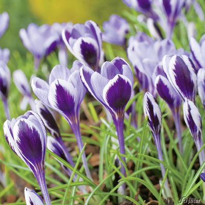 Romantik-Krokusse ´Spring Beauty´  von Garten Schlüter auf blumen.de