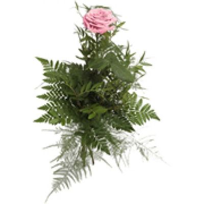 Rosa Einzelrose von Flowers-deluxe auf blumen.de