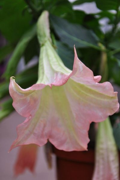 Rosa Engelstrompete  von Der Palmenmann auf blumen.de