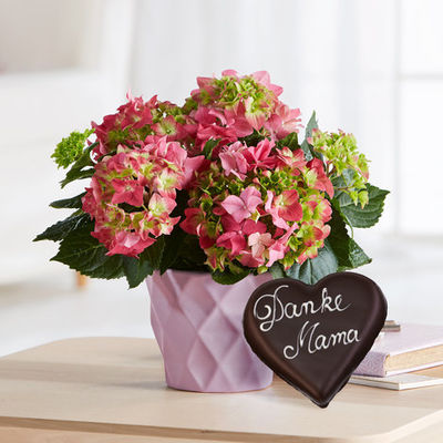 Rosa Hortensie für Mama von Blume2000.de auf blumen.de