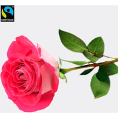 Rosa langstielige Fairtrade Rose von FloraPrima auf blumen.de