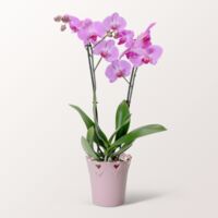 Rosa Orchidee von FloraPrima auf blumen.de