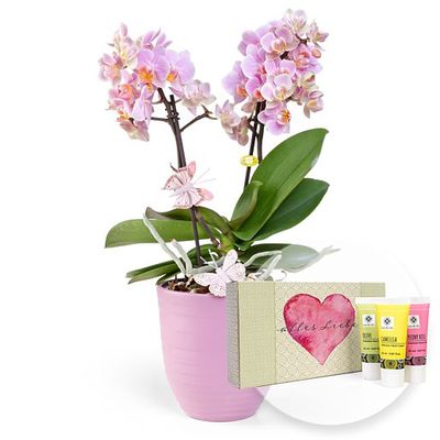 Rosa Orchidee im fliederfarbenem Keramiktopf  von Valentins auf blumen.de