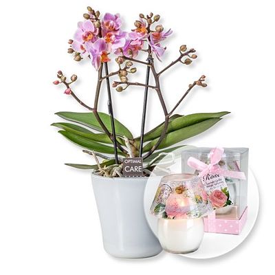 Rosa Orchidee in weißem Keramiktopf  von Valentins auf blumen.de