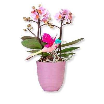 Rosa Orchidee mit Kolibri  von Valentins auf blumen.de
