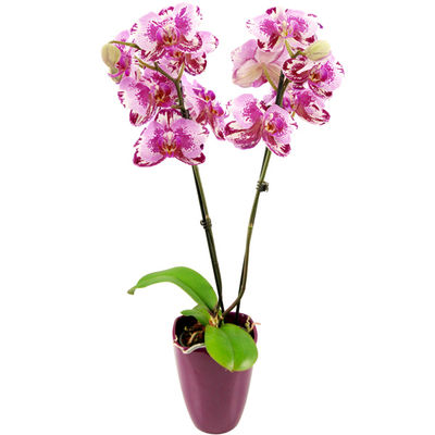 Rosa-Pink marmorierte Orchidee von Bluvesa auf blumen.de