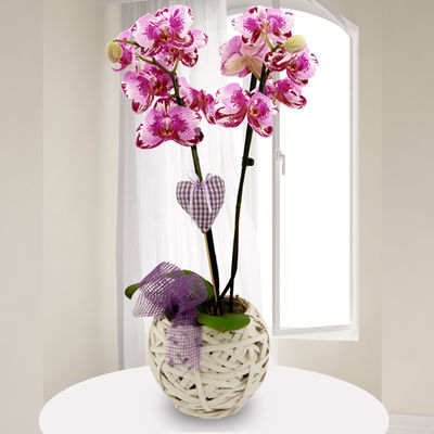 Rosa-Pink marmorierte Orchidee (Phalaenopsis)  von Bluvesa auf blumen.de