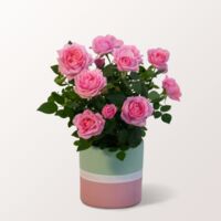 Rosa Rose  von FloraPrima auf blumen.de