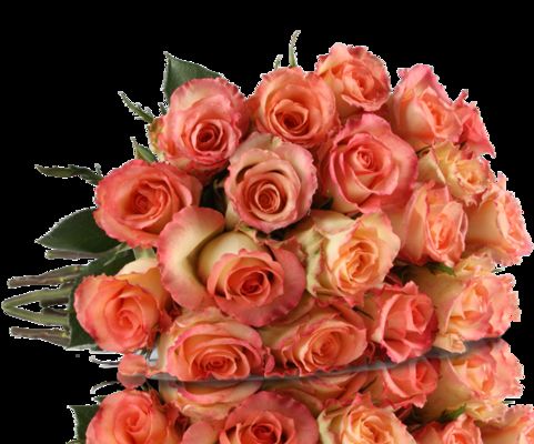 rosa Rosen von MIFLORA auf blumen.de
