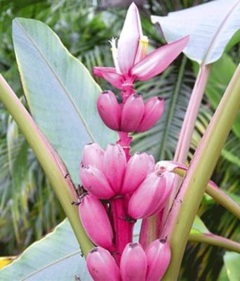 Rosa Zwerg-Banane von BALDUR-Garten auf blumen.de