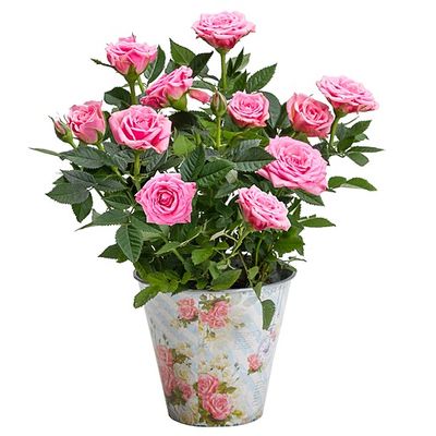 Rosafarbene Rose von Valentins auf blumen.de