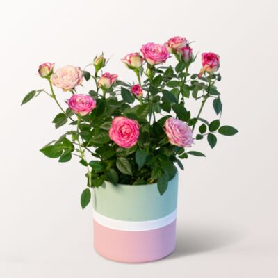 Rose Carousell  von FloraPrima auf blumen.de