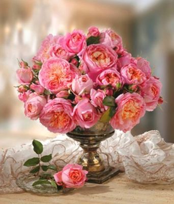 Rose der Liebe ´Dames de Chenonceau®,´ von BALDUR-Garten auf blumen.de