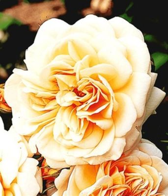 Rose der Liebe ´Jardins de l´ Essonne®,´ von BALDUR-Garten auf blumen.de