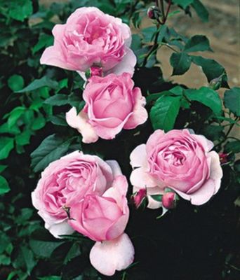 Rose der Liebe ´Souvenir de Louis Amade®,´ von BALDUR-Garten auf blumen.de