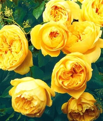 Rose der Liebe ´Souvenir de Marcel Proust®,´ von BALDUR-Garten auf blumen.de