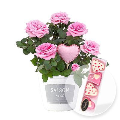 Rose im Topf und Marzipan-Petit Fours von Valentins auf blumen.de