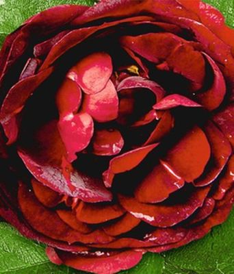Rose ´Noir de Malicorne®,´ von BALDUR-Garten auf blumen.de