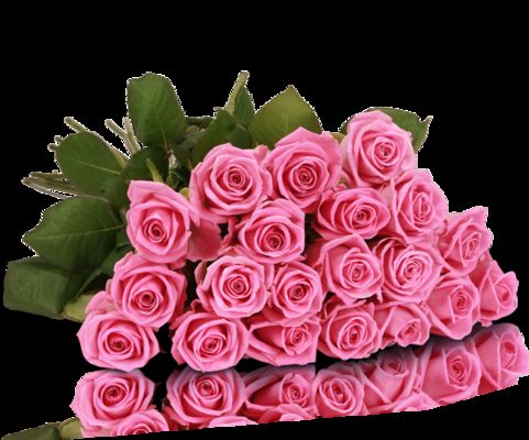 Rosen Aqua Pink von MIFLORA auf blumen.de