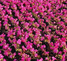 Rosen-Primel Grandiflora von Nr-01 Pflanzenversand auf blumen.de