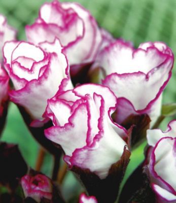 Rosen-Primeln Rosen-Primula ´Bicolor´ von GartenXXL auf blumen.de