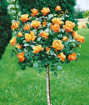Rosen-Stämmchen ´Maja Oetker®,´ von BALDUR-Garten auf blumen.de