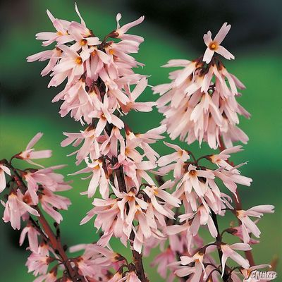 Rosenforsythie Roseum von Garten Schlüter auf blumen.de